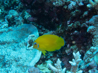 img36